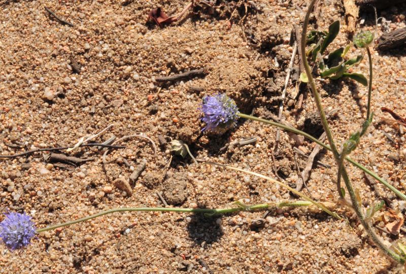 Jasione montana / Vedovella annuale